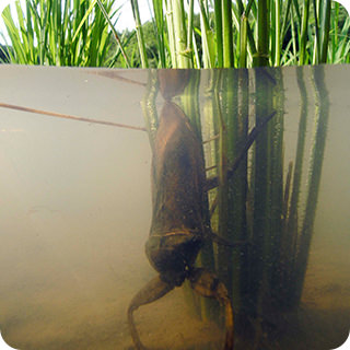 【昆虫採集入門】 タガメの採り方