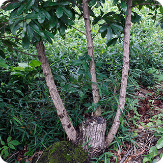 【自然学習】子どもに教えたい里山と人の関係