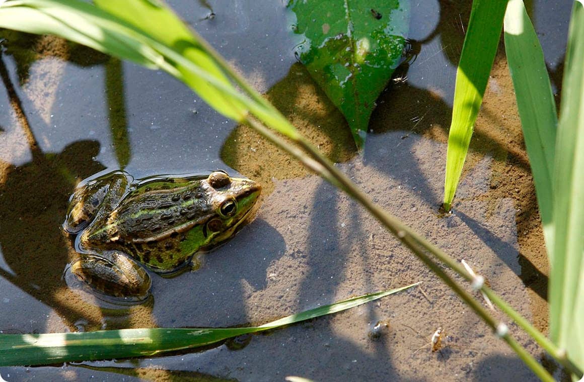 タガメのエサは、小魚やオタマジャクシ、カエルなどほかの小動物。そういった生きものが暮らせないような場所では、タガメも生きていけないんだ