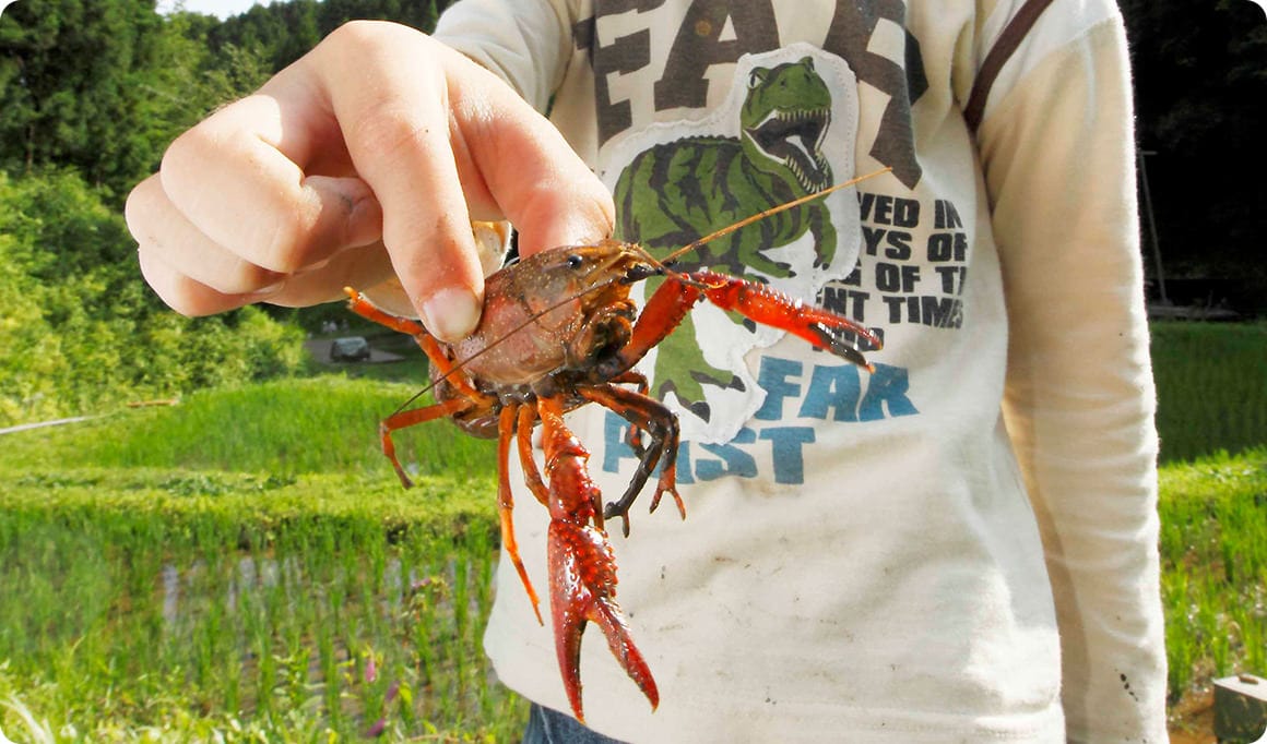 まずはアメリカザリガニ。そしてタイコウチ！ 初夏の棚田にはいろいろな生きものがいた