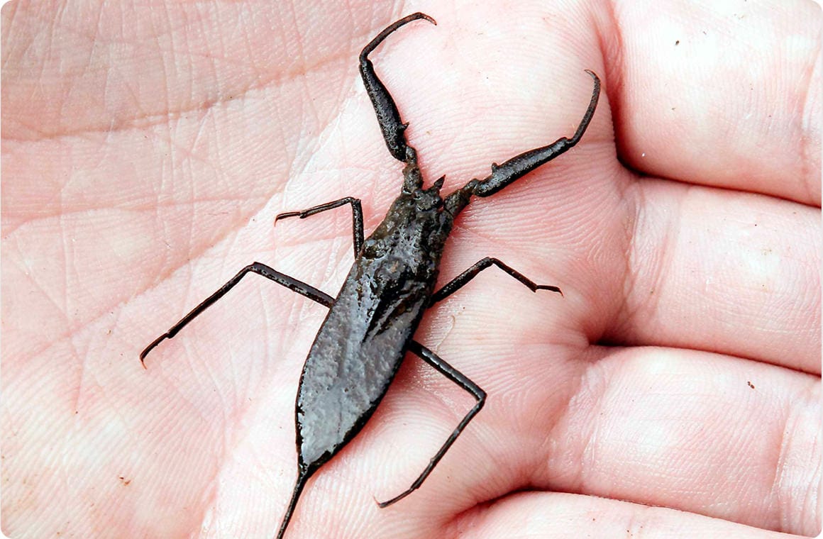 タガメのように前脚でエサを獲るタイコウチ。タガメのミニチュアって感じです