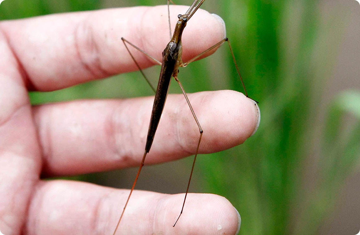 ミズカマキリも捕まえちゃった！ タガメも、タイコウチも、ミズカマキリも尾部に付いた呼吸管を水面に出して呼吸するんだって