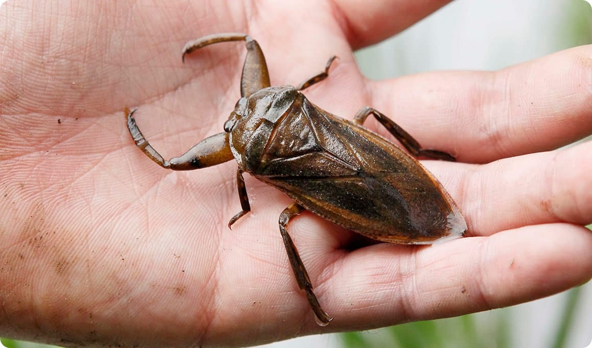 力強い前脚、がっちりした胴体。日本最大の水生昆虫の貫録が漂います