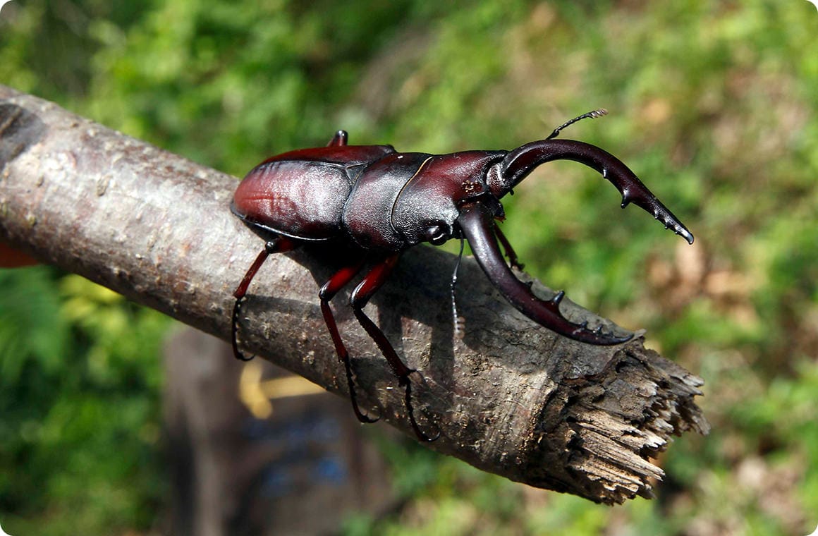 思いがけないサプライズ！ 大きなノコギリクワガタが登場