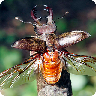 【昆虫採集入門】カブトムシの採り方