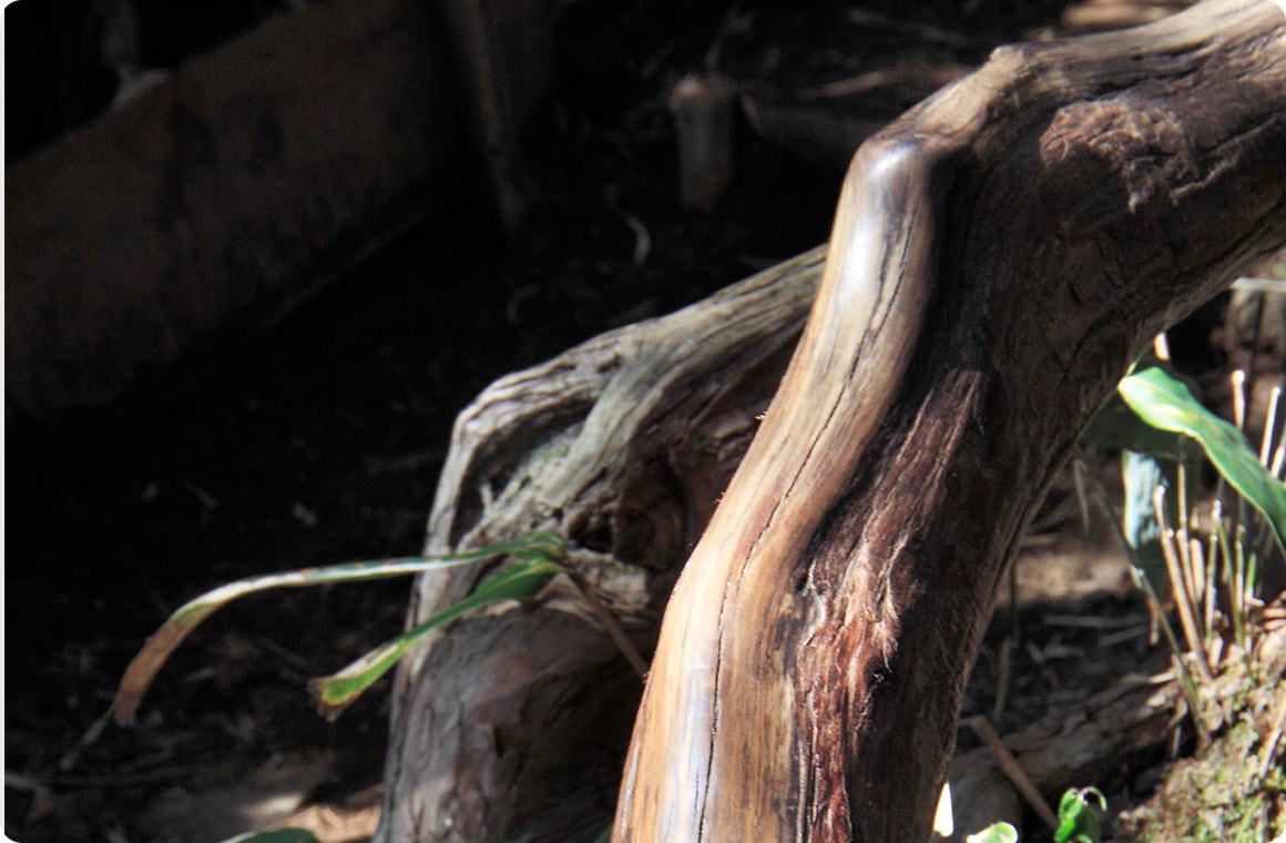 たくさんのトレッカーが通るので、手すりになりそうな木の枝はこんなにピカピカに…