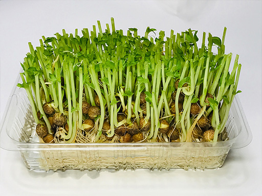 イチゴのパックに入った豆苗 イチゴのパックに入った豆苗