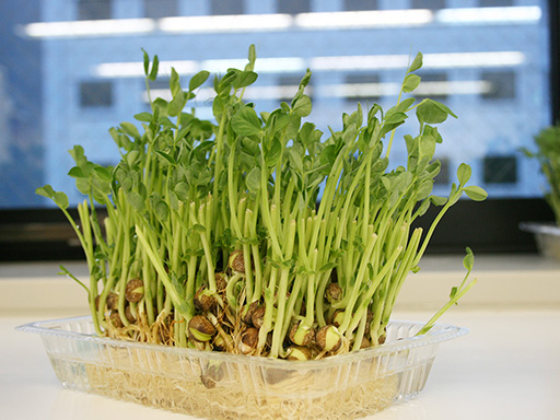 葉が生い茂る 葉が生い茂る