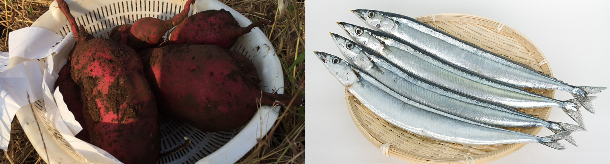 秋刀魚?さつまいも?松茸?自分で採るともっとおいしい秋の味覚を探しに出かけよう! 秋刀魚?さつまいも?松茸?自分で採るともっとおいしい秋の味覚を探しに出かけよう!