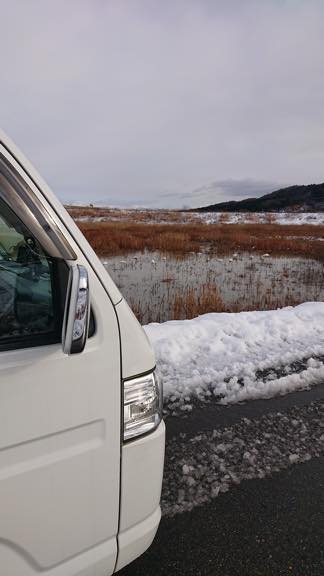 近所の河川敷に白鳥を見て来ました。