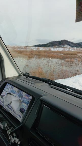 近所の河川敷に白鳥を見て来ました。