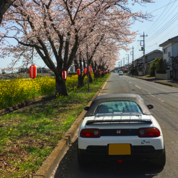 Sakura