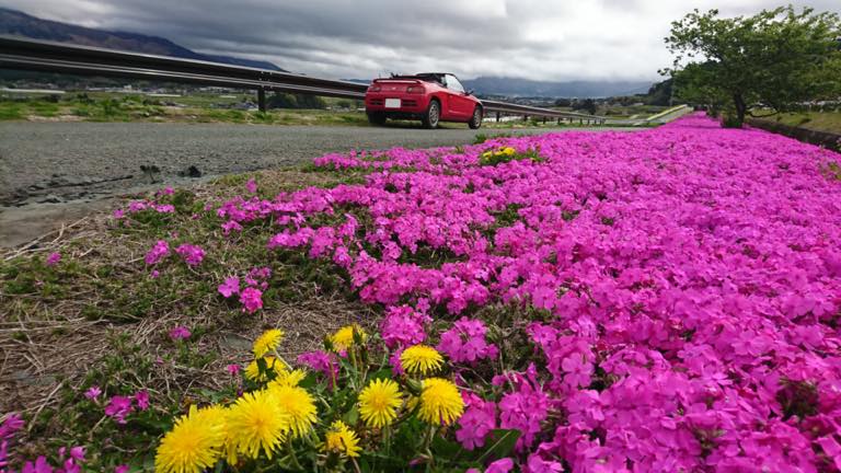 芝桜と南阿蘇