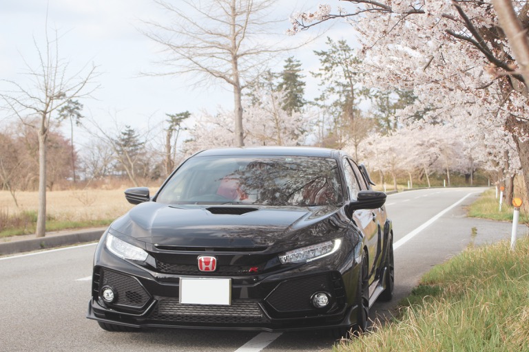 遅めの桜が咲いています