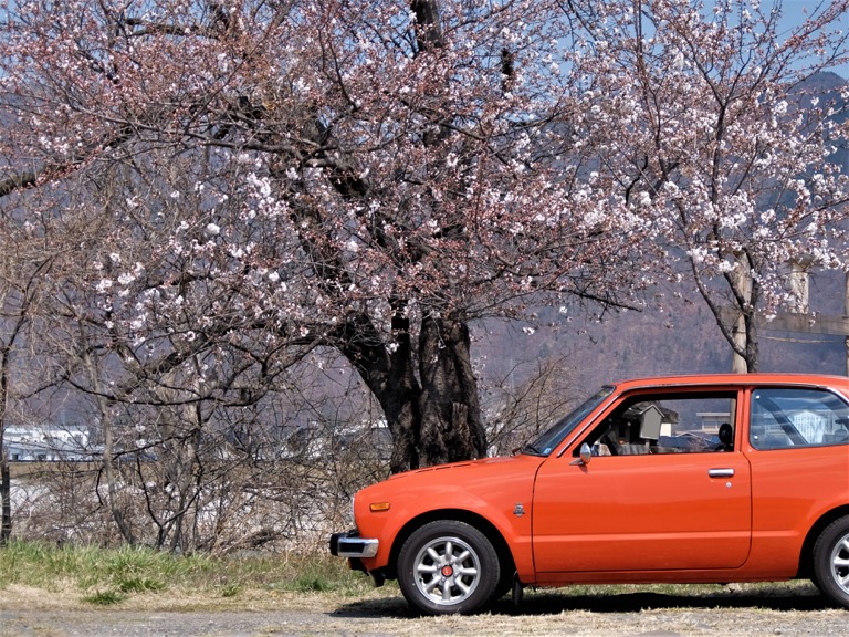 水天宮の桜と、枝垂れ桜