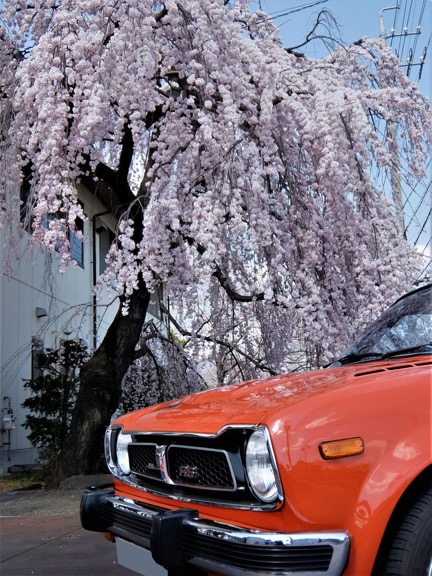 水天宮の桜と、枝垂れ桜