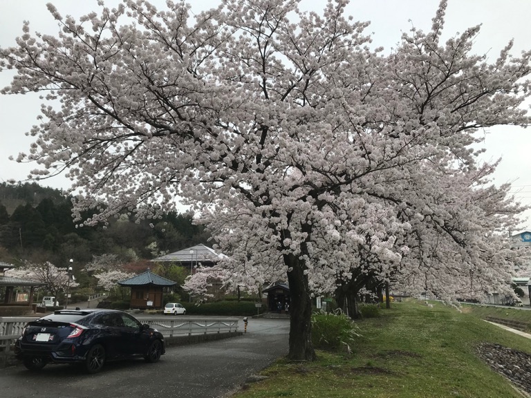 バックシャン！（古いか？）