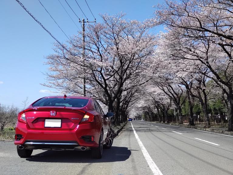 桜並木とシビック セダンの調和！