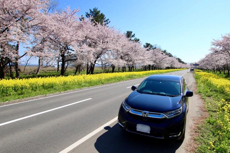 桜と菜の花とCR-V