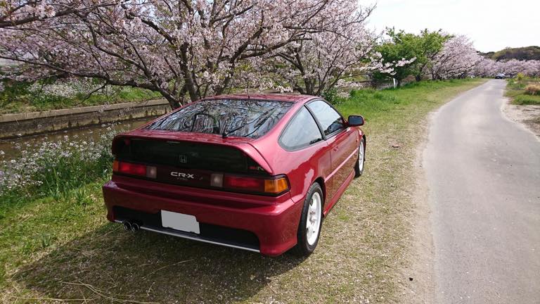 今年も桜の季節に相棒と