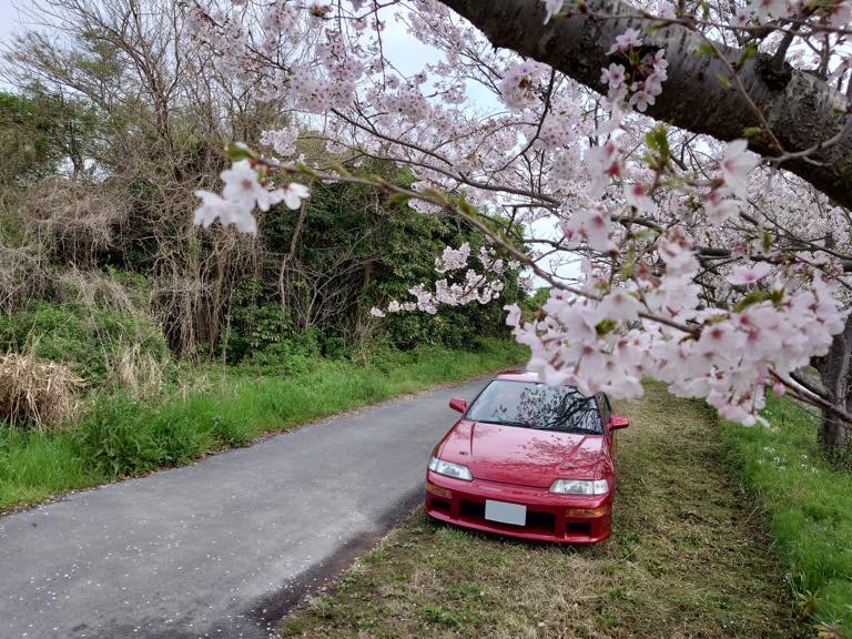 相棒と桜