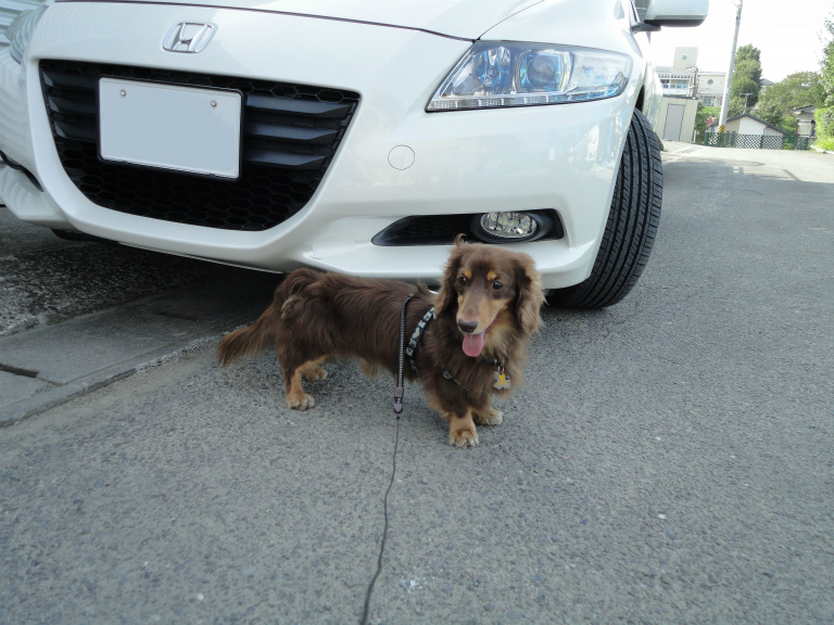 愛犬と愛車