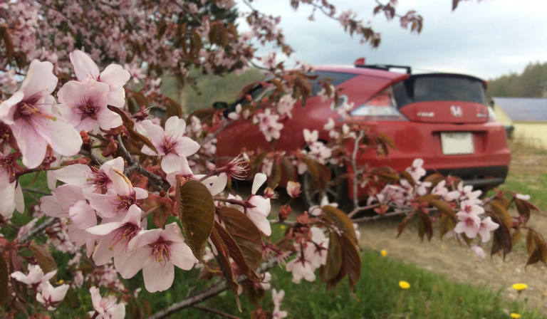 遅咲きの桜と