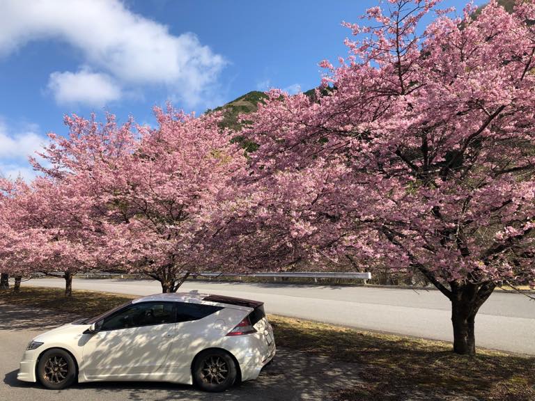 桜の下で