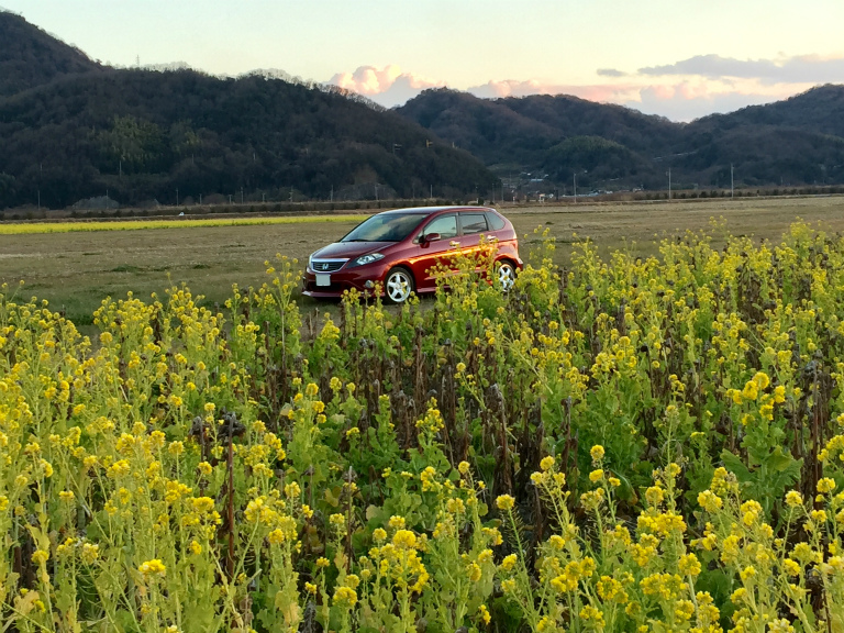 菜の花畑×夕日×エディックス