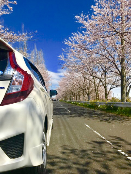 桜が綺麗に咲いてます！
