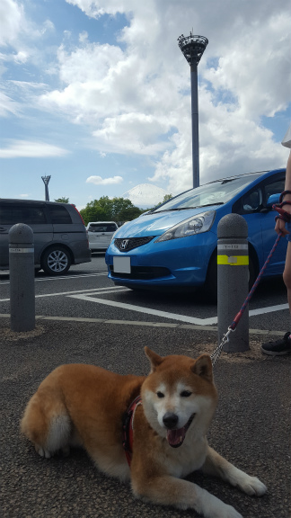 日本一の山と愛犬とマイカー