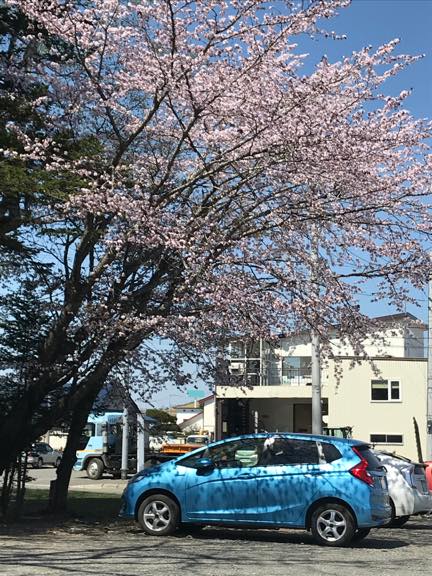 桜の中で