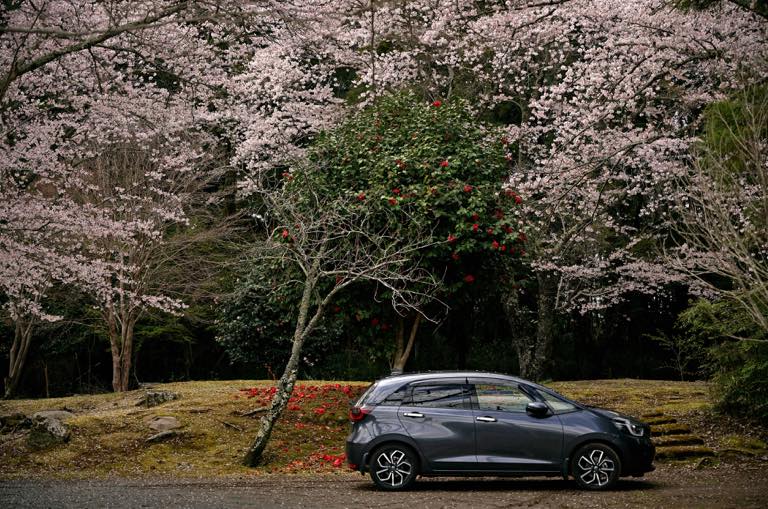 桜、椿、愛車