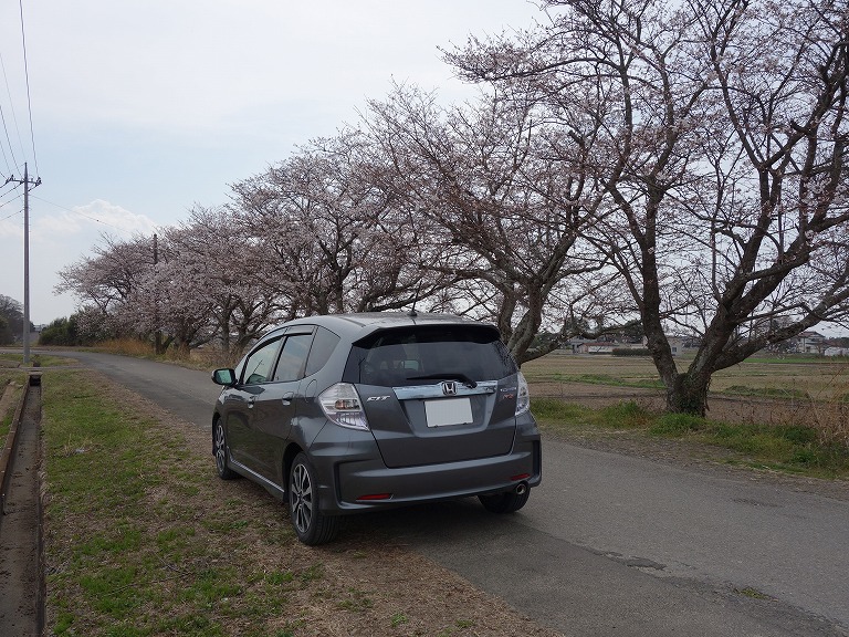 桜とクルマ