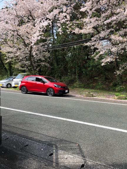 桜満開とフィットと桜吹雪の中で