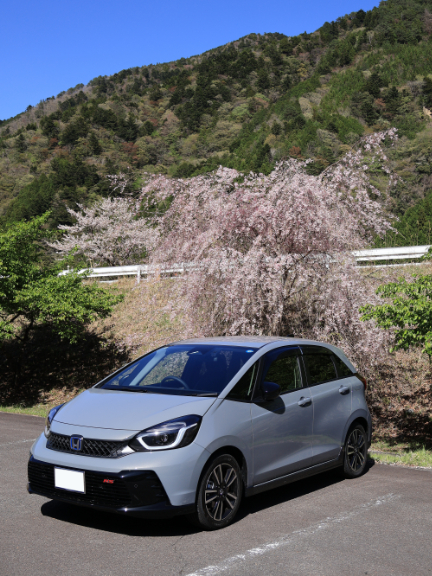 RSとはじめての桜