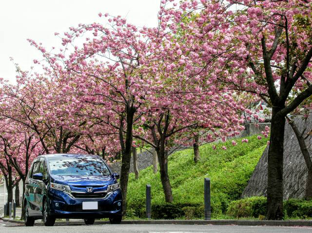 暖かな春の陽、満開の八重桜と