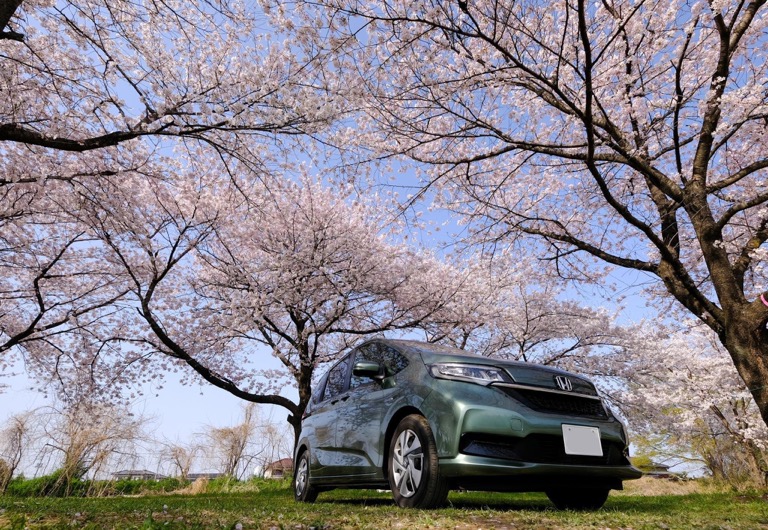 アウトドアシーズン到来　桜が満開