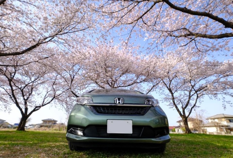 アウトドアシーズン到来　桜が満開