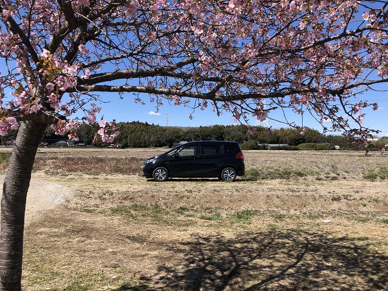 新川の河津桜🌸