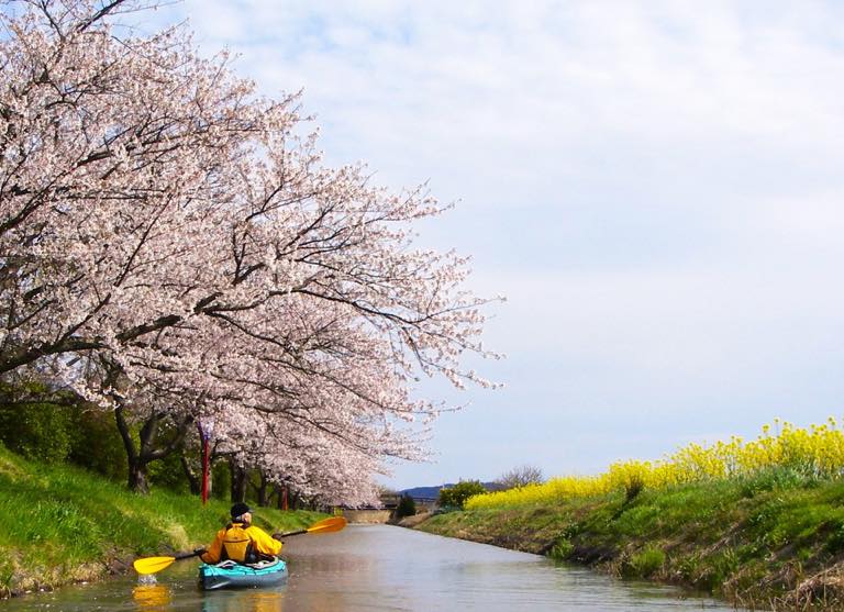 琵琶湖北上桜旅