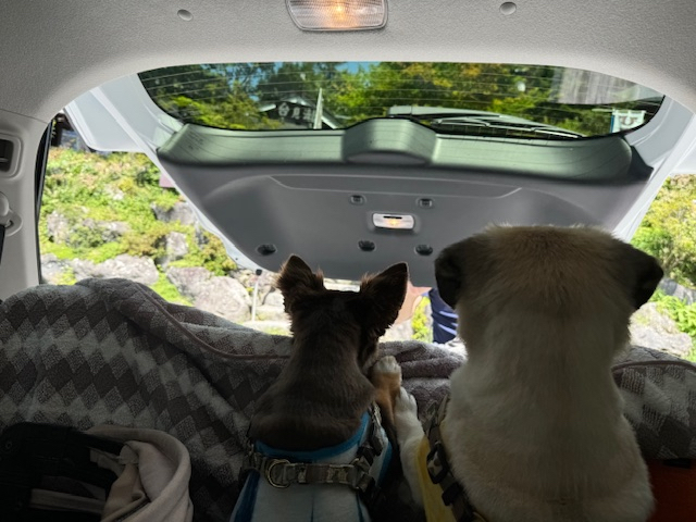 家族ワンコ仕様の素敵な車になりました