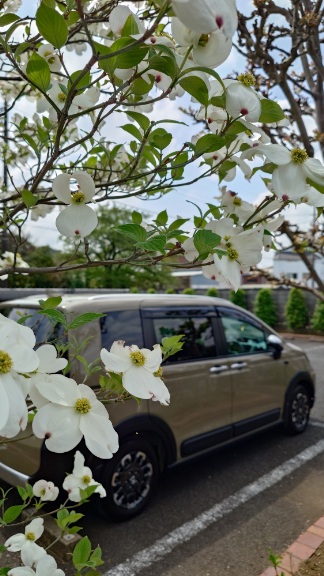 春が進んでます