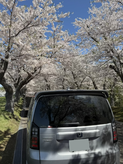 今年もやっぱり桜が合う