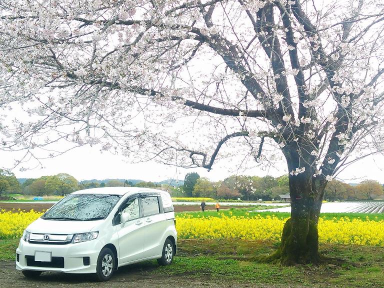 2代目フリード スパイクでお花見