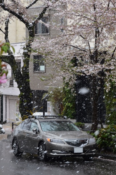 満開の桜と雪