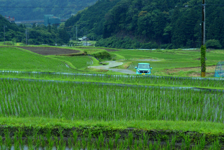 梅雨入り棚田