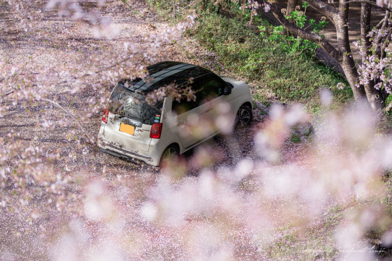 愛車とお花見