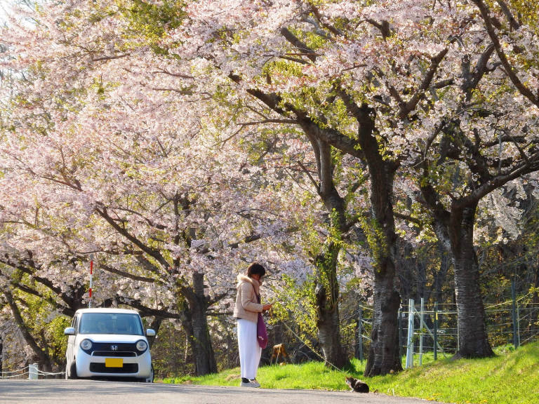 桜並木のお散歩