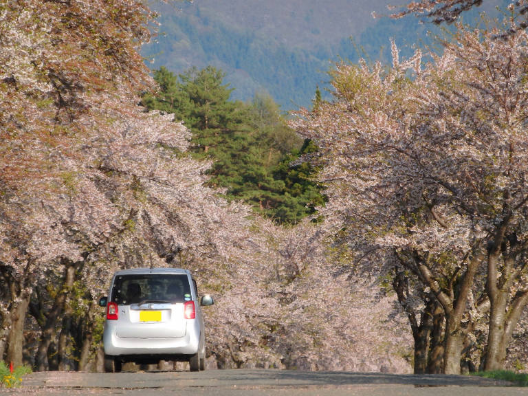 桜並木のお散歩